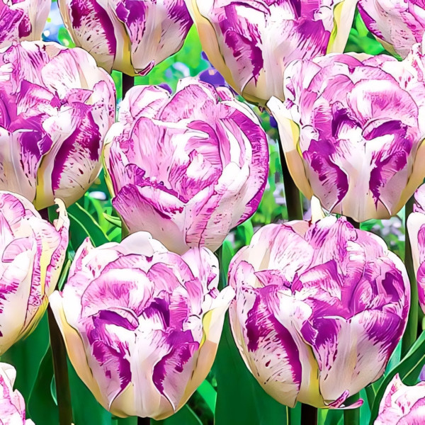 Луковицы Тюльпан махровый Нормандия (в упаковке - 3шт.)