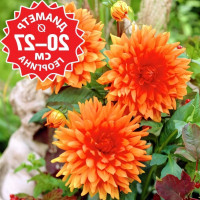 Саженцы Георгина Mrs. Eileen