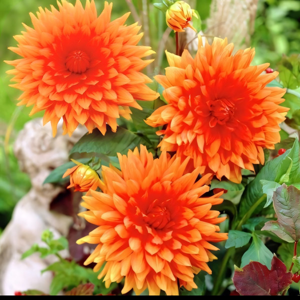 Саженцы Георгина Mrs. Eileen