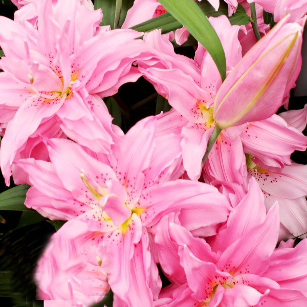 Луковицы  Лилия восточная Diantha (Дианта) (3шт.)