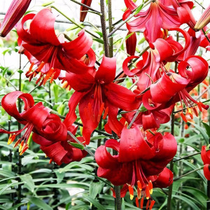  Лилия тигровая Red Flavour (Рэд Флейвоур)