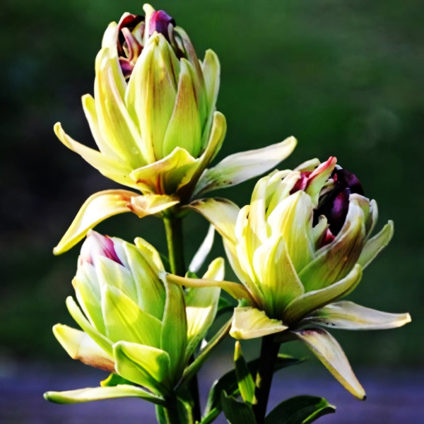 Луковицы  Лилия азиатская Mystery Dream (Мистери Дрим) (3шт.)