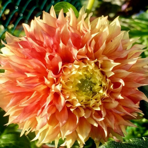 Саженцы Георгина Kogane Fubuki