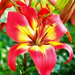  Лилия азиатская Foreve Linda (Форева Линда)