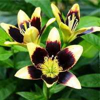 Луковицы  Лилия биколор азиатская Easy Dance (Изи Данс) (3шт.)