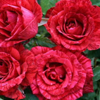 Саженцы Роза чайно-гибридная Ред Интуишн