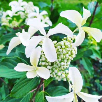 Гортензия метельчатая Great Star (Грейт Стар)