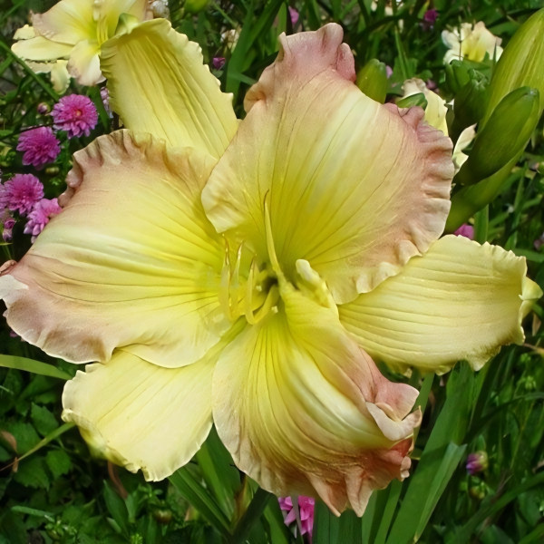 Саженцы Лилейник Big Smile (Биг Смайл)