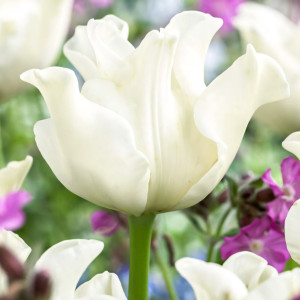 Тюльпан Либерстар (в упаковке - 3шт.)