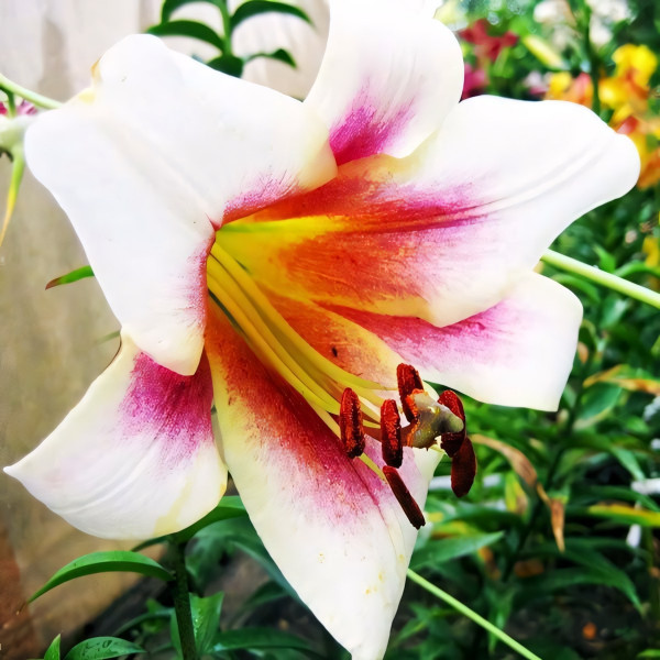 Луковицы Саженцы Лилия ОТ гибрид Passion Moon (Пашшн Мун) (3шт.)