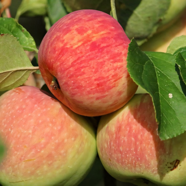 Саженцы Яблоня Яблочный Спас