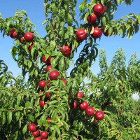 Саженцы Нектарин Биг Топ