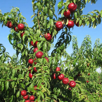 Саженцы Нектарин Биг Топ