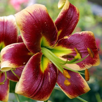 Луковицы Саженцы Лилия ОТ гибрид Debby (Дебби) (3шт.)