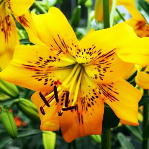  Лилия тигровая Yellow Bruse (Йеллоу Брюсе)