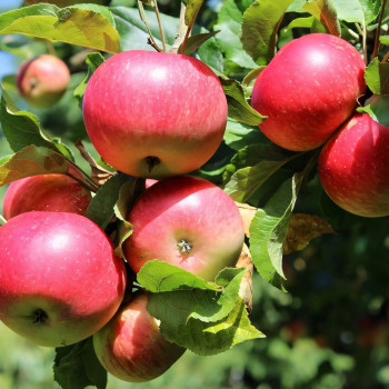Саженцы Яблоня Брина
