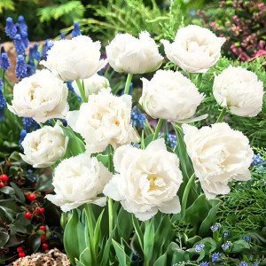 Тюльпан бахромчатый Сноу Кристал (в упаковке - 3шт.)