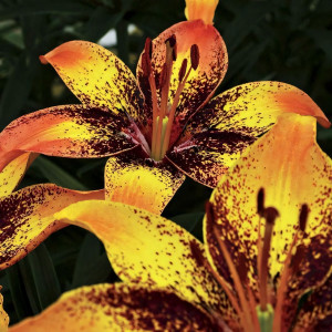  Лилия биколор азиатская Tribal Dance (Трибал Данс)