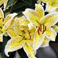 Луковицы  Лилия восточная Tigermoon (Тайгермун) (3шт.)