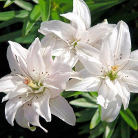 Луковицы  Лилия азиатская Spring Pink (Спринг Пинк) (3шт.)