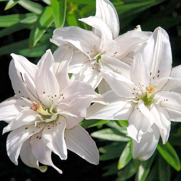 Луковицы  Лилия азиатская Spring Pink (Спринг Пинк) (3шт.)