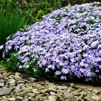 Саженцы Флокс шиловидный Emerald Blue (Эмеральд Блу)