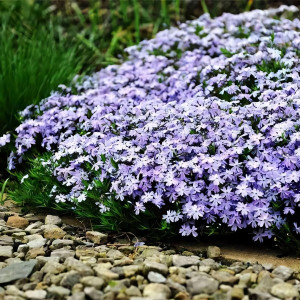 Саженцы Флокс шиловидный Emerald Blue (Эмеральд Блу)