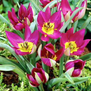 Тюльпан ботанический Персиан Перл (в упаковке - 3шт.)