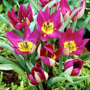 Тюльпан ботанический Персиан Перл (в упаковке - 3шт.)