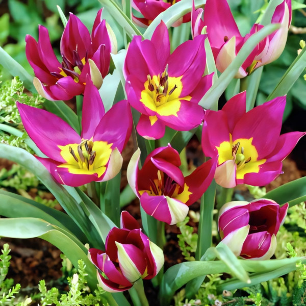 Луковицы Тюльпан ботанический Персиан Перл (в упаковке - 3шт.)