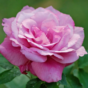 Саженцы Роза чайно-гибридная Блю Парфюм