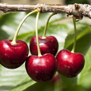 Саженцы Вишня Призвание