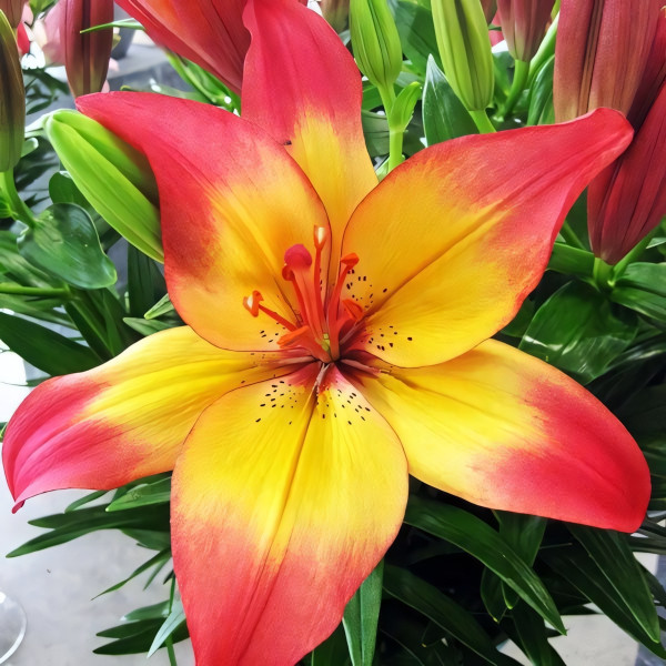 Луковицы  Лилия биколор азиатская Heartstring (Хертстрингс) (3шт.)