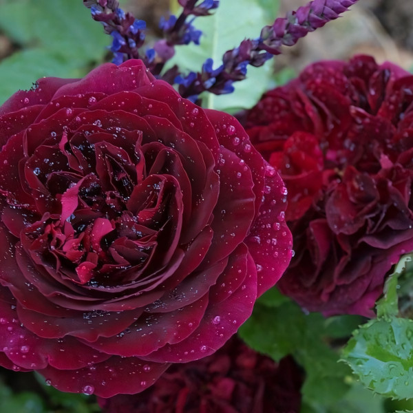 Саженцы Роза английская Манстед Вуд