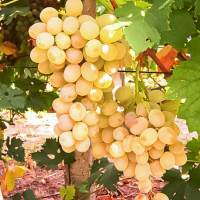 Саженцы Виноград Розовая дымка