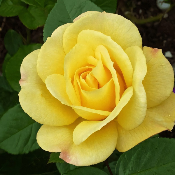 Саженцы Роза флорибунда Артур Белл