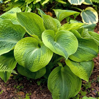 Саженцы Хоста Climax (Клаймакс) L