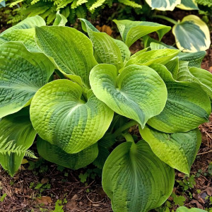 Саженцы Хоста Climax (Клаймакс) L