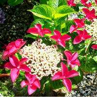 Саженец Гортензия крупнолистовая Rotschwanz (Ротшватц)