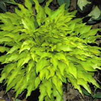 Саженцы Хоста Dragon Tails (Дрэгон Тэйлс) S