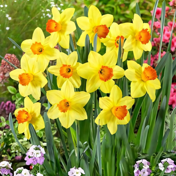 Луковицы Нарцисс крупноцветковый Ред Девон (в упаковке - 3шт.)