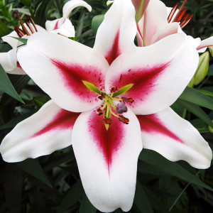  Лилия ОТ гибрид Gaucho (Гаучо)