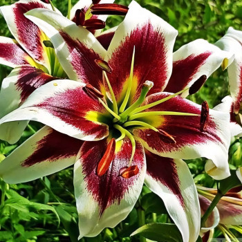  Лилия ОТ гибрид Beverly Dream (Беверли Дрим)