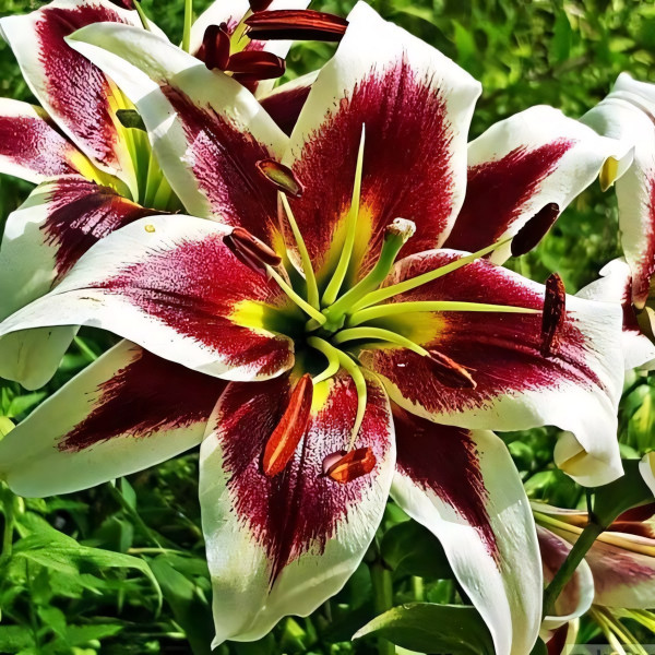 Луковицы Саженцы Лилия ОТ гибрид Beverly Dream (Беверли Дрим) (3шт.)