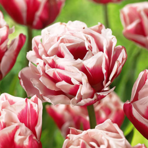 Тюльпан махровый Хоризон (в упаковке - 3шт.)