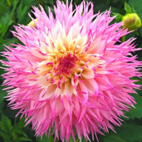 Саженцы Георгина Pinelands Princess