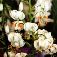 Луковицы  Лилия Snowy Morning (Сноу Морнинг) (3шт.)