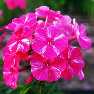 Саженцы Флокс Freckie Red Shades (Фрекл Рэд Шейдс)