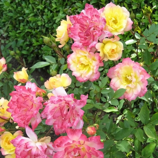 Саженцы Роза спрей Беби Маскарад