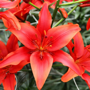  Лилия азиатская Red County (Рэд Каунти)